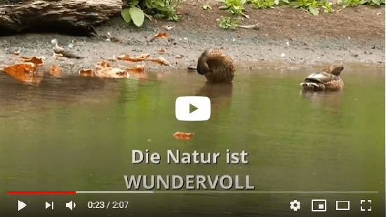 Die Natur ist ein Teil von uns. Wir brauchen sie. Unverletzt. (weiter zu YouTube.com)