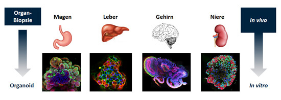 Aus jedem Organ kann ein Organoid gezüchtet werden