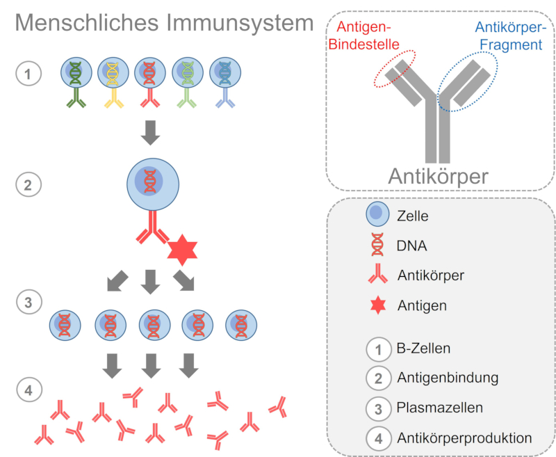 Humane B-Zellen präsentieren an ihrer Oberfläche verschiedene Antikörper. Bei Kontakt zum Antigen entstehen aus den B-Zellen mit passendem Antikörper Plasmazellen. Die Plasmazellen produzieren den Antikörper.