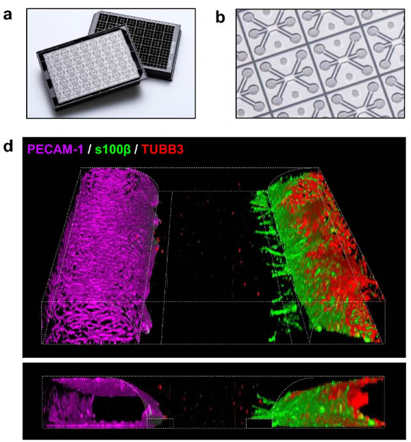 organoplate wevers n.r.et al 2021