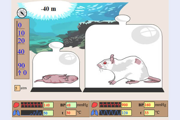 Simulationsprogramm „Virtuelle Pathophysiologie“